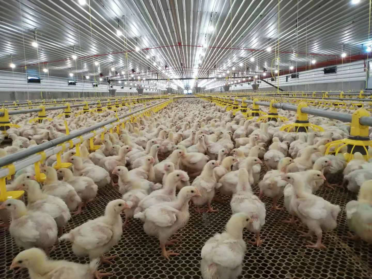 [broiler farm](https://www.formsonfire.com/blog/broiler-production-guidelines)<sup id=