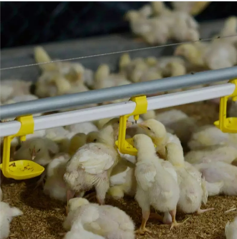 broiler house design